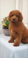 Sweet, a female Miniature Goldendoodle for sale in Pierce City, MO – 3 of 10
