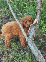 Bingo, a male Miniature Goldendoodle for sale in Pierce City, MO – 2 of 4
