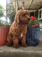 Candy, a female Miniature Goldendoodle for sale in Pierce City, MO – 7 of 8