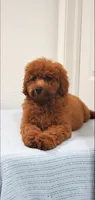 Candy, a female Miniature Goldendoodle for sale in Pierce City, MO – 6 of 10