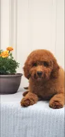 Lassie, a female Miniature Goldendoodle for sale in Pierce City, MO – 4 of 9