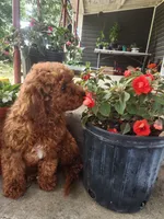 Candy, a female Miniature Goldendoodle for sale in Pierce City, MO – 3 of 8