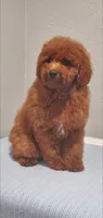 Candy, a female Miniature Goldendoodle for sale in Pierce City, MO – 4 of 10