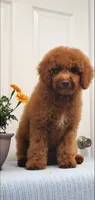 Bingo, a male Miniature Goldendoodle for sale in Pierce City, MO – 4 of 10