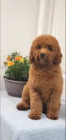 Lassie, a female Miniature Goldendoodle for sale in Pierce City, MO – 2 of 9