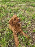 Lassie, a female Miniature Goldendoodle for sale in Pierce City, MO – 4 of 6
