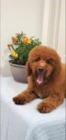 Bingo, a male Miniature Goldendoodle for sale in Pierce City, MO – 9 of 10