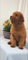 Lassie, a female Miniature Goldendoodle for sale in Pierce City, MO – 6 of 9