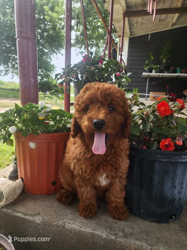 Candy – Miniature Goldendoodle puppy for sale in Pierce City, MO