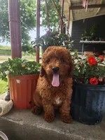 Candy, a female Miniature Goldendoodle for sale in Pierce City, MO – 1 of 8