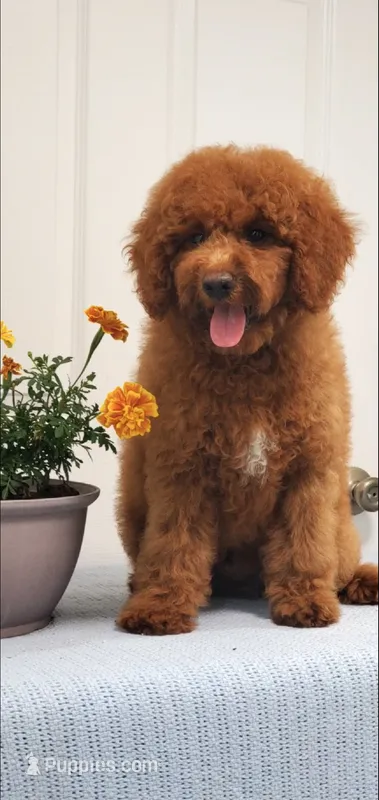 Bingo – Miniature Goldendoodle puppy for sale in Pierce City, MO