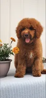 Bingo, a male Miniature Goldendoodle for sale in Pierce City, MO – 1 of 10
