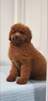 Candy, a female Miniature Goldendoodle for sale in Pierce City, MO – 5 of 10