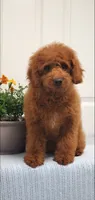 Sweet, a female Miniature Goldendoodle for sale in Pierce City, MO – 7 of 10