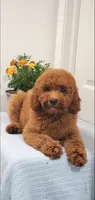 Lassie, a female Miniature Goldendoodle for sale in Pierce City, MO – 1 of 9