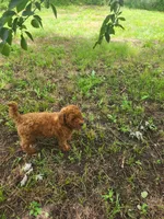 Lassie, a female Miniature Goldendoodle for sale in Pierce City, MO – 5 of 6