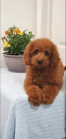 Sweet, a female Miniature Goldendoodle for sale in Pierce City, MO – 1 of 10