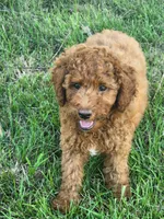 Bingo, a male Miniature Goldendoodle for sale in Pierce City, MO – 1 of 4