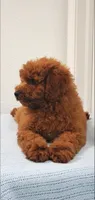 Candy, a female Miniature Goldendoodle for sale in Pierce City, MO – 9 of 10