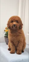 Lassie, a female Miniature Goldendoodle for sale in Pierce City, MO – 5 of 9