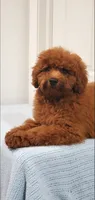 Candy, a female Miniature Goldendoodle for sale in Pierce City, MO – 7 of 10