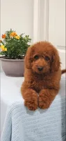 Sweet, a female Miniature Goldendoodle for sale in Pierce City, MO – 10 of 10