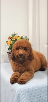 Lassie, a female Miniature Goldendoodle for sale in Pierce City, MO – 8 of 9