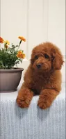 Sweet, a female Miniature Goldendoodle for sale in Pierce City, MO – 2 of 10