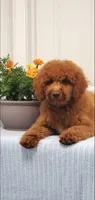 Bingo, a male Miniature Goldendoodle for sale in Pierce City, MO – 3 of 10