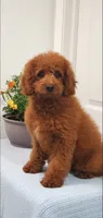 Sweet, a female Miniature Goldendoodle for sale in Pierce City, MO – 5 of 10