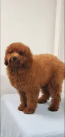 Candy, a female Miniature Goldendoodle for sale in Pierce City, MO – 10 of 10