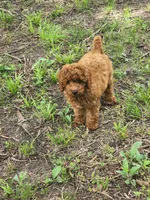Candy, a female Miniature Goldendoodle for sale in Pierce City, MO – 8 of 8