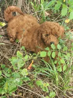 Candy, a female Miniature Goldendoodle for sale in Pierce City, MO – 5 of 8