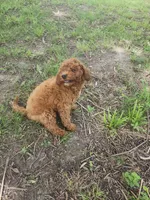 Lassie, a female Miniature Goldendoodle for sale in Pierce City, MO – 3 of 6