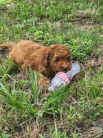 Lassie, a female Miniature Goldendoodle for sale in Pierce City, MO – 6 of 6