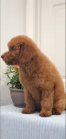 Lassie, a female Miniature Goldendoodle for sale in Pierce City, MO – 7 of 9
