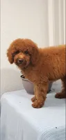 Bingo, a male Miniature Goldendoodle for sale in Pierce City, MO – 10 of 10
