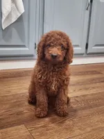 Sweet, a female Miniature Goldendoodle for sale in Pierce City, MO – 1 of 2