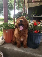 Candy, a female Miniature Goldendoodle for sale in Pierce City, MO – 4 of 8