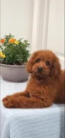Sweet, a female Miniature Goldendoodle for sale in Pierce City, MO – 9 of 10