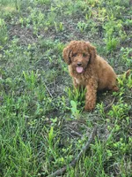 Bingo, a male Miniature Goldendoodle for sale in Pierce City, MO – 4 of 4