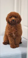 Candy, a female Miniature Goldendoodle for sale in Pierce City, MO – 2 of 10