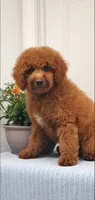 Bingo, a male Miniature Goldendoodle for sale in Pierce City, MO – 5 of 10