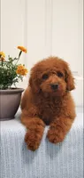 Sweet, a female Miniature Goldendoodle for sale in Pierce City, MO – 4 of 10