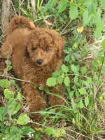 Candy, a female Miniature Goldendoodle for sale in Pierce City, MO – 2 of 8