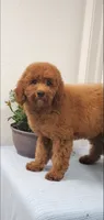 Lassie, a female Miniature Goldendoodle for sale in Pierce City, MO – 3 of 9