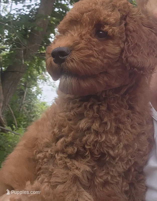 Lassie – Miniature Goldendoodle puppy for sale in Pierce City, MO