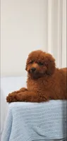 Candy, a female Miniature Goldendoodle for sale in Pierce City, MO – 8 of 10