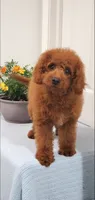 Sweet, a female Miniature Goldendoodle for sale in Pierce City, MO – 6 of 10