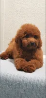 Candy, a female Miniature Goldendoodle for sale in Pierce City, MO – 3 of 10